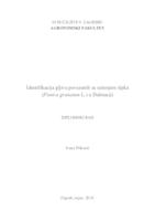 prikaz prve stranice dokumenta Identifikacija gljiva povezanih sa sušenjem šipka (Punica granatum L.) u Dalmaciji