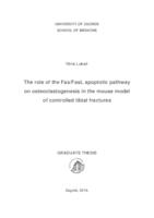 prikaz prve stranice dokumenta The role of the FaS/FasL apoptotic pathway on osteoclastogenesis in the mouse model of controlled tibial fractures