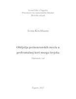 prikaz prve stranice dokumenta Obilježja perineuronskih mreža u prefrontalnoj kori mozga čovjeka