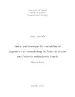 prikaz prve stranice dokumenta Intra- and interspecific variability of digestive tract morphology in Podarcis siculus and Podarcis melisellensis lizards