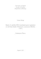 prikaz prve stranice dokumenta Utjecaj satelitne DNA na regulaciju gena u brašnara Tribolium castaneum (Herbst 1797)