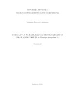 prikaz prve stranice dokumenta UTJECAJ TLA NA RAST, RAZVOJ I KEMIJSKI SASTAV USKOLISNOG TRPUTCA (Plantago lanceolata L.)